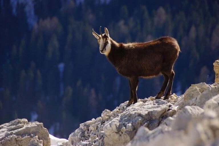 Apartaments Sort Pirineus Zewnętrze zdjęcie