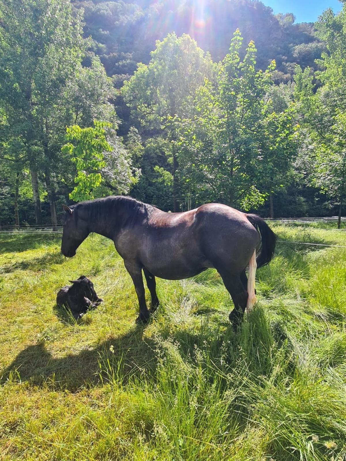 Apartaments Sort Pirineus Zewnętrze zdjęcie